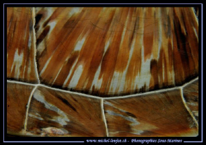 Turtle Pattern... :O)... by Michel Lonfat 